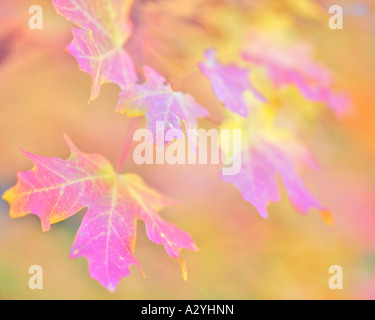 Im Herbst große Zahn-Ahorn-Blätter Stockfoto