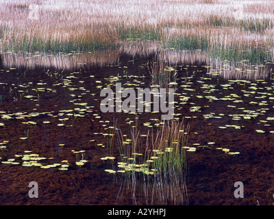 Der Tarn Binsen und Seerosen Stockfoto