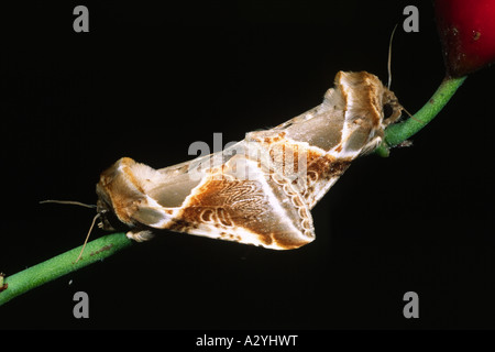 Verpaarung Buff Bögen Motten (Habrosyne Pyritoides). Powys, Wales, UK. Stockfoto