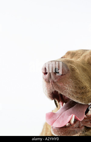 Mund eines Hundes Stockfoto