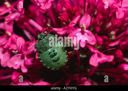 Nymphe des gemeinsamen Green Shield Bug (Palomena Prasina) auf Red Valerian Blumen. Powys, Wales, UK. Stockfoto