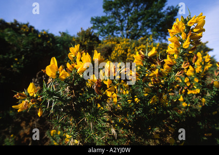 Blühende Western Stechginster (Ulex Gallii) Powys, Wales, UK. Stockfoto