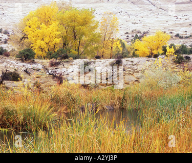 Wüste Teich und Slickrock mit Herbstfarbe Stockfoto