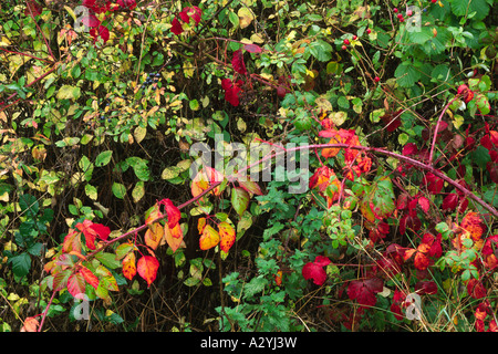 Hecke auf einem Bio-Bauernhof im Herbst. Mit Brombeeren, Blackthorn, Rosen usw., im Herbst. Powys, Wales, UK. Stockfoto