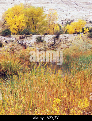 Wüste Teich und Slickrock mit Herbstfarbe Stockfoto