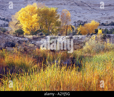 Herbst Cottonwood und Gräser mit Slickrock bei Sonnenaufgang Stockfoto