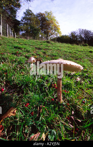 Parasol Pilze (Macrolepiota Procera) wachsen in einem Feld nahe einer Eberesche. Powys, Wales, UK. Stockfoto