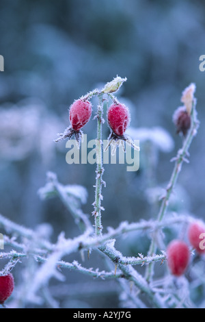 Frost auf Hagebutten Sherard Downy Rose (Rosa Sherardii). Powys, Wales, UK. Stockfoto