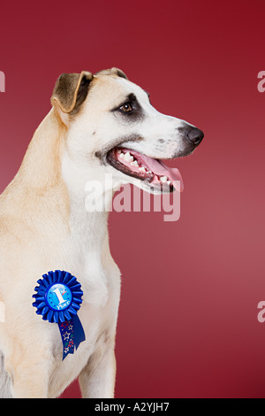 Hund mit preisgekrönten rosette Stockfoto