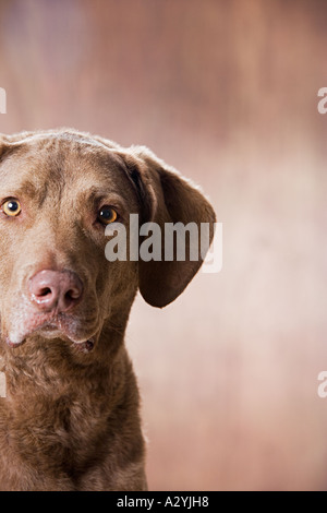 Chesapeake Bay retriever Stockfoto