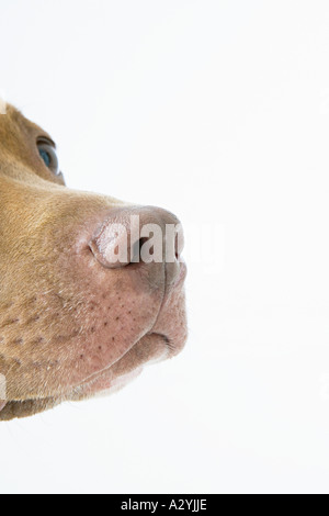 Hundenase Stockfoto