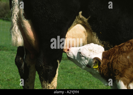 Junge Simmentaler Kalb Spanferkel auf Mutter Hereford. Auf einem Bio-Bauernhof. Powys, Wales, UK. Stockfoto