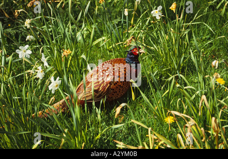 Fasan auf Gebiet der North Yorkshire in England Rasen und Wildblumen Stockfoto