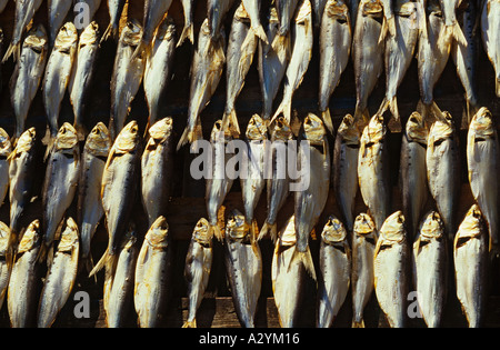 Italien See Maggiore Borromäischen Inseln Isole dei Pescatori Trocknung Fisch Stockfoto