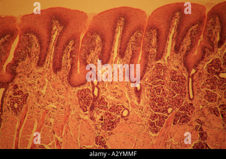 Papillen und Geschmacksknospen auf der Zunge Stockfoto
