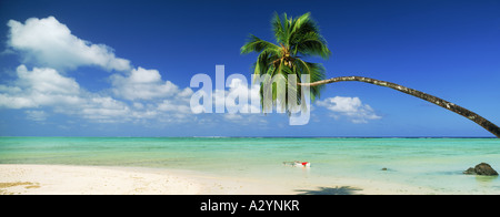 Alten Palme erstreckte sich über Aitutaki Strand und die Lagune in Cook-Inseln Stockfoto