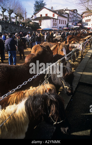 Jährliche Pottok fair, Pyrenäen Ponys, in Espelette in Französisch Pays Basque Stockfoto