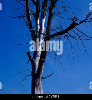 Toten alten Baum im Sonnenlicht. Foto: Willy Matheisl Stockfoto