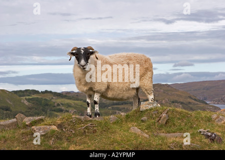 Schwarzes Gesicht Schafe mit Haltung, Inverbain, in der Nähe von Shieldaig, Wester Ross, Highlands and Islands, Schottland, UK Stockfoto