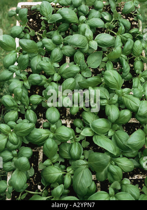Basilikum-Pflanze Stockfoto