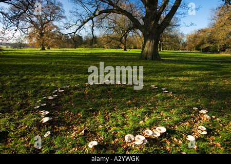 Fairy Ring der Pilze Pilze Pilze im Herbst Wiese England UK United Kingdom GB Großbritannien britischen Inseln Europas Stockfoto