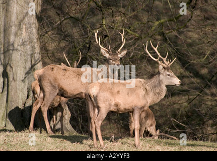 Rothirsch im Studley Royal Park Brunnen Abtei North Yorkshire Stockfoto