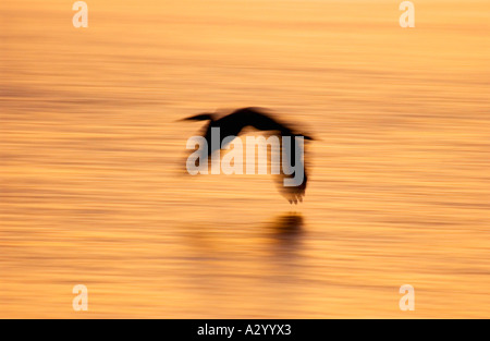 Great Blue Heron Ardea Herodias im Flug, Blackwater National Wildlife Refuge Cambridge Maryland USA. Stockfoto