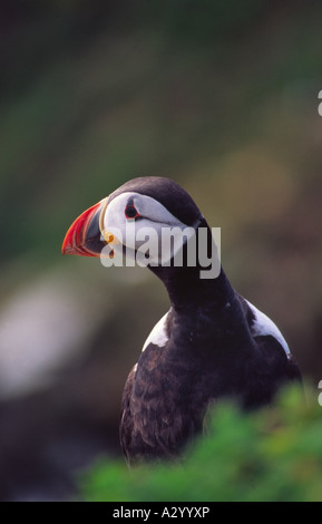 Papageitaucher (Fratercula arctica) auf große Saltee Insel, County Wexford, Irland. Stockfoto