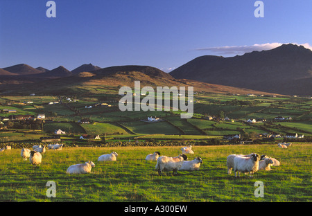 Schafe weiden unter die Mourne Mountains, County Down, Nordirland Stockfoto