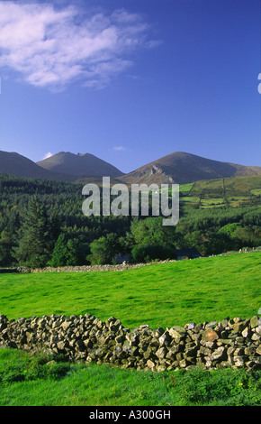 Grüne Felder unterhalb der Mourne Mountains. County Down, Nordirland, Großbritannien Stockfoto