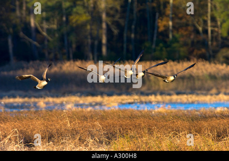 Kanadagans Branta Canadensis nehmen Sie Flug, Blackwater National Wildlife Refuge, Cambridge Maryland Stockfoto