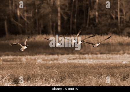 Kanadagans Branta Canadensis nehmen Sie Flug, Blackwater National Wildlife Refuge, Cambridge Maryland Stockfoto