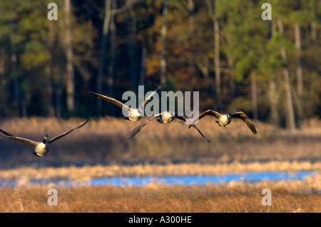 Kanadagans Branta Canadensis nehmen Sie Flug, Blackwater National Wildlife Refuge, Cambridge Maryland Stockfoto