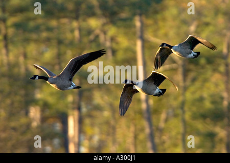 Kanadagans Branta Canadensis nehmen Sie Flug, Blackwater National Wildlife Refuge, Cambridge Maryland Stockfoto