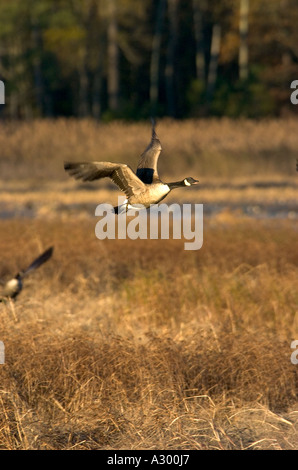 Kanadagans Branta Canadensis nehmen Sie Flug, Blackwater National Wildlife Refuge, Cambridge Maryland Stockfoto