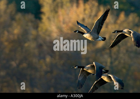 Kanadagans Branta Canadensis nehmen Sie Flug, Blackwater National Wildlife Refuge, Cambridge Maryland Stockfoto