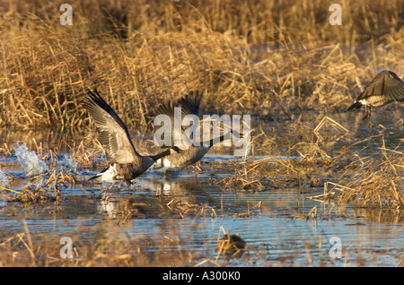 Kanadagans Branta Canadensis nehmen Sie Flug, Blackwater National Wildlife Refuge, Cambridge Maryland Stockfoto