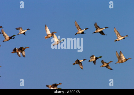 Enten im Flug meist nördliche Pintail Anas acuta Stockfoto