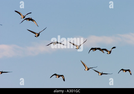 Branta Canadensis Kanadagänse im Flug über die Blackwater River in der Nähe der Chesapeake Bay in Maryland USA Stockfoto