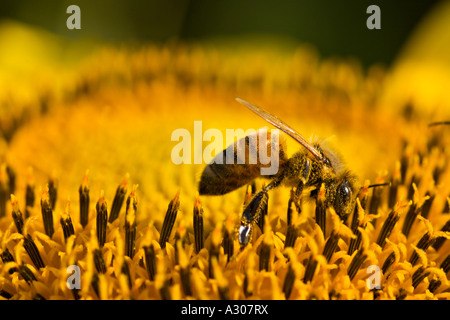 ILLINOIS Wheeling westliche Honigbiene sammeln Pollen aus Sonnenblumen Kopf Pollenkörner auf Körper von Insekt Apis mellifera Stockfoto