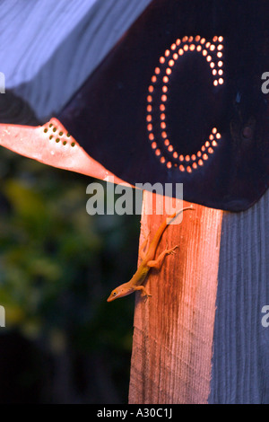 Ein Gecko beleuchtet durch eines der markanten Lichter im Coco Bay resort Stockfoto