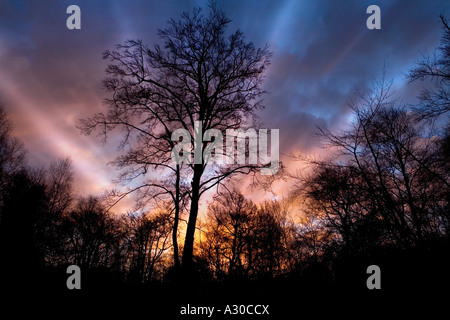 Sonnenstrahlen brach hinter einem Baum Silhouette bei Sonnenaufgang im Epping Forest Stockfoto