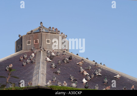 Herde wilder Tauben (Columba livia domestica) versammelten sich auf dem Dach von Gebäude Stockfoto