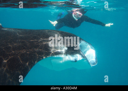 Schnorcheln mit Mantas Stockfoto