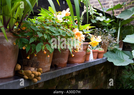 Reihe von Topfpflanzen auf Regal im ummauerten Garten Stadthaus Stockfoto