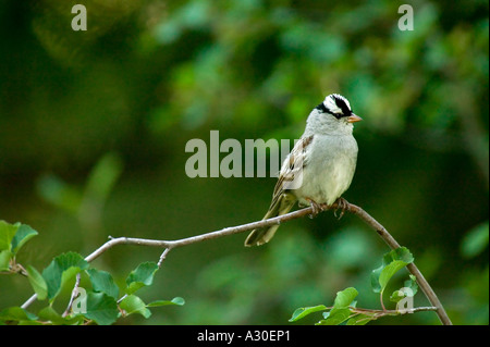 Weiß – Crowned Sparrow Zonotrichia leucophrys Stockfoto