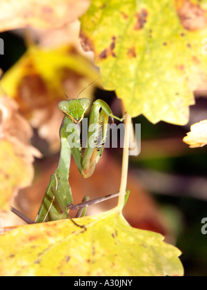 Gottesanbeterin (Sphodromantis Viridis) in Spanien Stockfoto