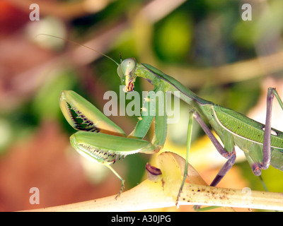 Gottesanbeterin (Sphodromantis Viridis) in Spanien Stockfoto