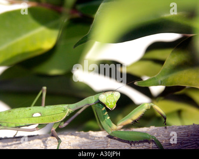 Gottesanbeterin (Sphodromantis Viridis) in Spanien Stockfoto