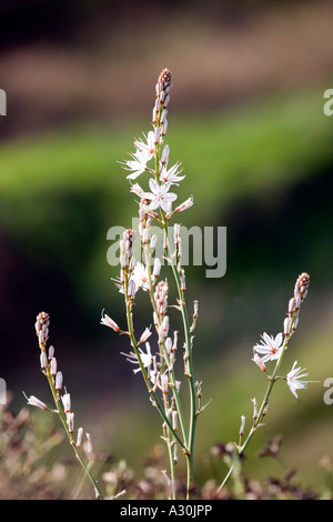 Gemeinsamen Asphodel (Asphodelus Aestivus) wächst in Spanien Stockfoto